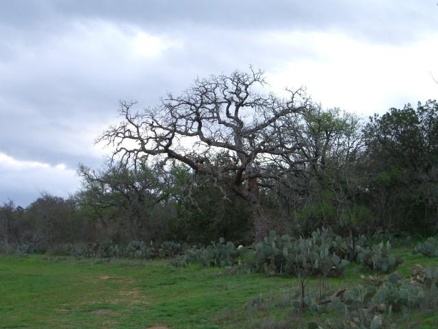 leafless tree