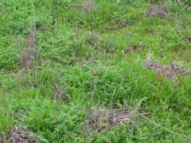 Lush Green Grasses