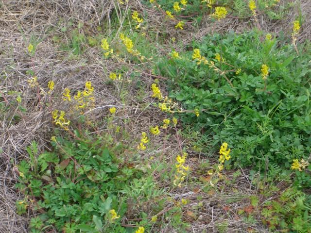 Yellow Wildflowers