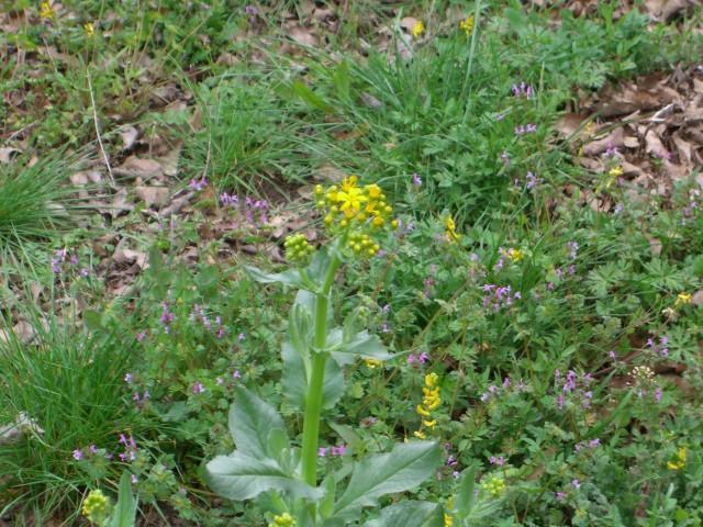 Yellow flowers on a stalk